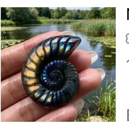 Labradorite Spiral Ammonite Carving
